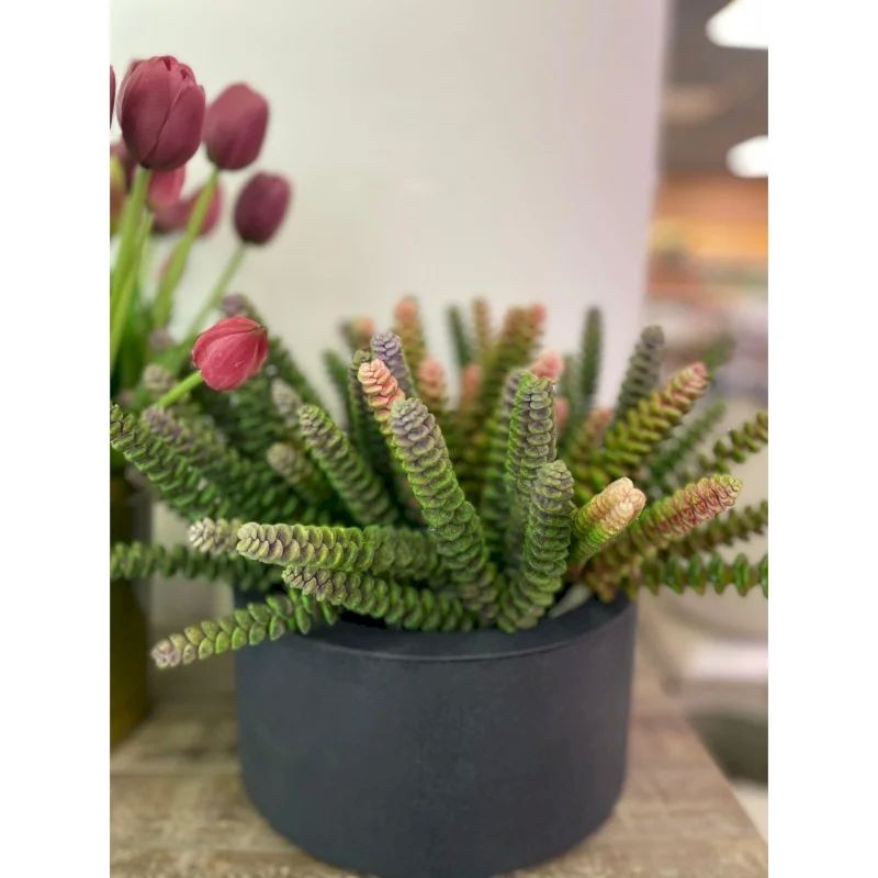 Crassula Pagoda Olis h28 Rosa | Enzo de Gasperi